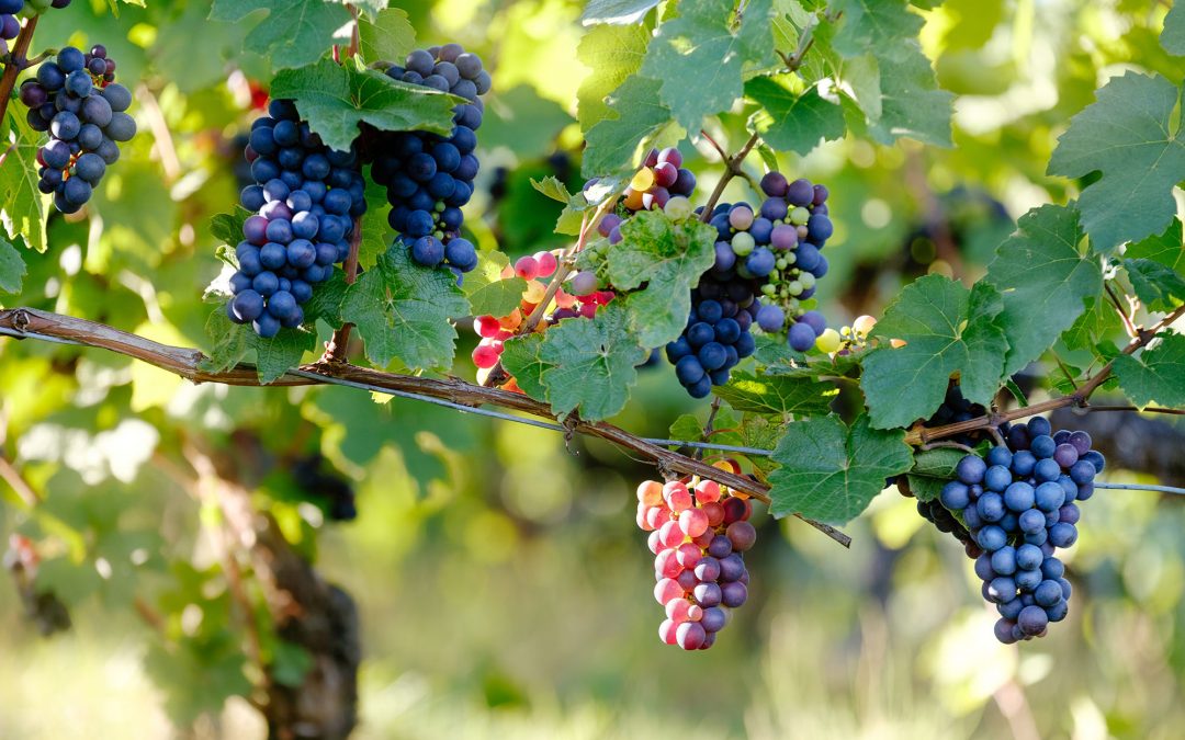 Nouvelles des vigneron en avril 2019