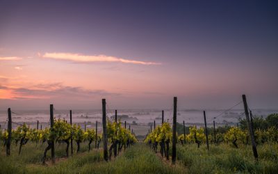 Des nouvelles des vignerons, Et le 2019 ?