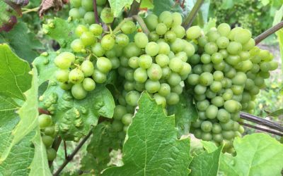 Bientôt les vendanges. 2020 la qualité au rendez-vous ?